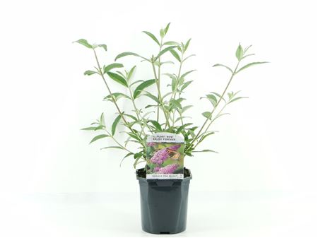 Buddleja Dav Pink Delight