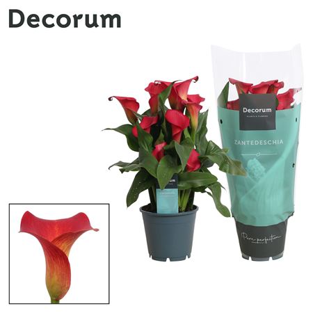 Zantedeschia Red (decorum)