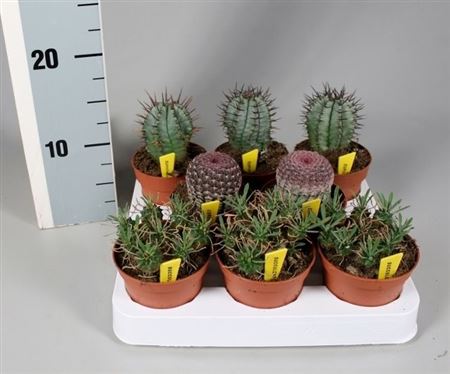 Cactus Mix Aparte On Row + Name Ticket