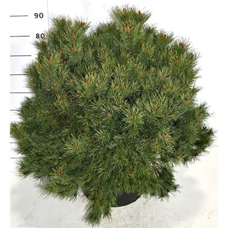 Pinus Sylv Martham