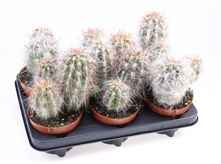 Cactus Oreocereus Celsianus