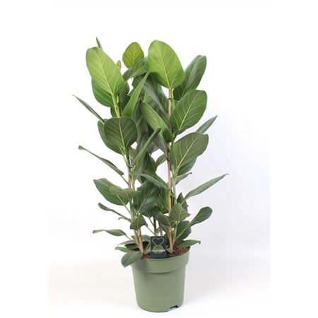 Ficus Ben Audrey 3pp