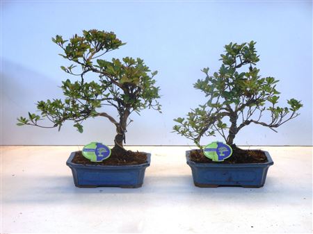 Rhododendron Indicum, 24  Shape Without Driptray