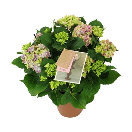 Hydrangea Ma Bicolor Blue 5+