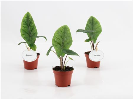 Alocasia Scalprum