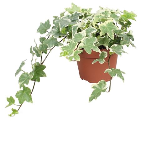 Hedera Helix Tonny