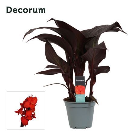 Canna Red Velvet (decorum)