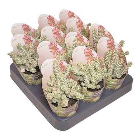 Crassula Marnieriana Variegata Potcover