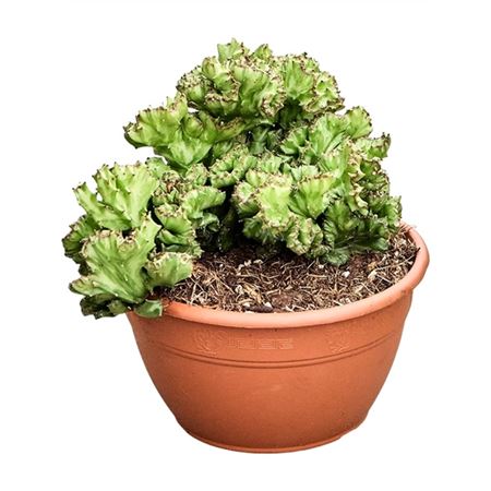 Euphorbia Lactea Potcover.