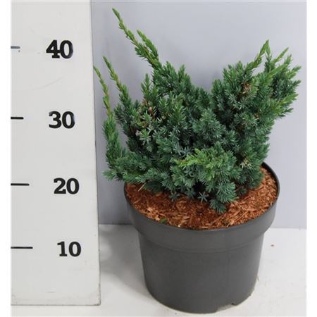 Juniperus Squamata Meyeri