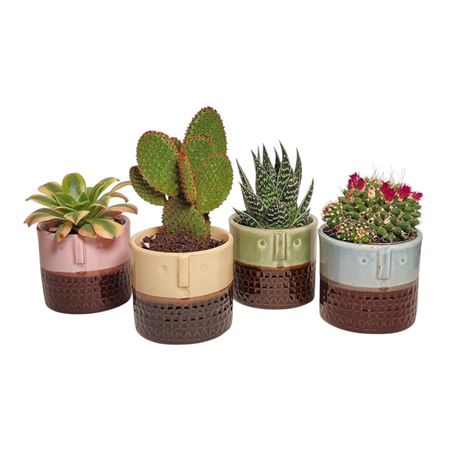 Cactus And Succulent Mix In Ceramic
