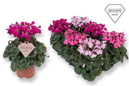 Cyclamen Petticoat Mix