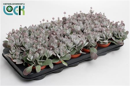 Kalanchoe Pumila