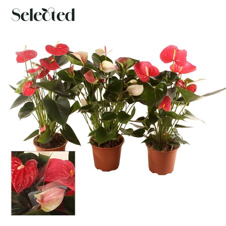 Anth An Mix 5+ Selected