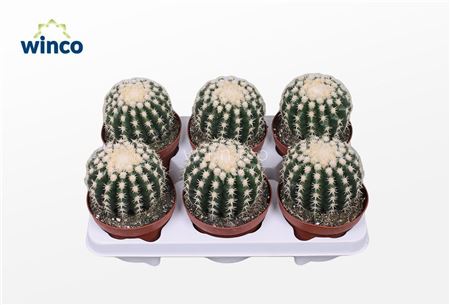 Echinocactus Brevispina.