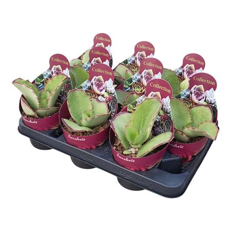 Kalanchoe Synsepala Potcover