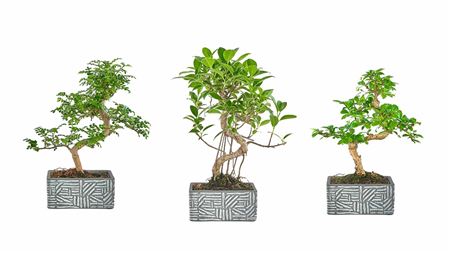 Bonsai Ficus Retusa 15cm Pot-s-shape- Etnic Collec