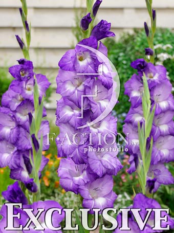 Гладиолус крупноцветковый Нори