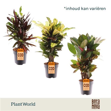 Codiaeum Mix Branched