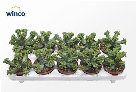 Euphorbia Tubiglance