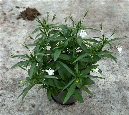 Lobelia White