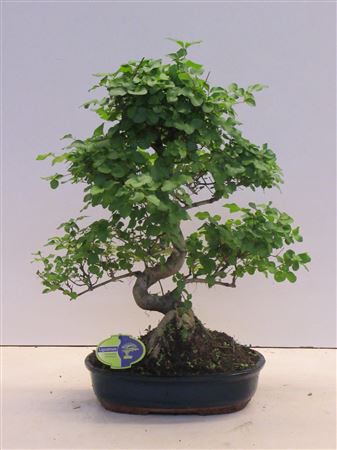 Bonsai Ligustrum Sinensis, 32cm., Shape, Without D
