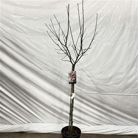 Malus Red Sentinel On Stem