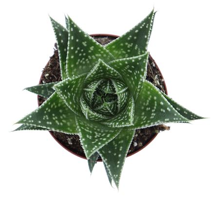 Gasteria Durban