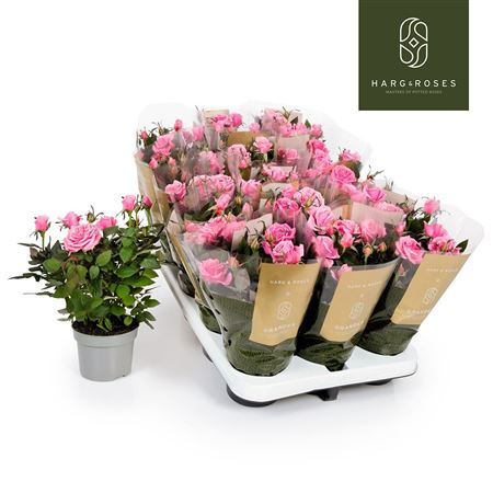 Rosa Kordana Grande Esmeralda Pink