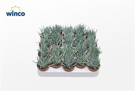 Senecio Serpens Minor