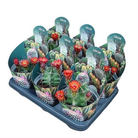 Echinocereus Triglochiadatus