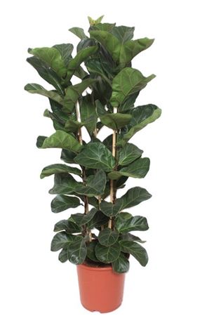 Ficus Lyrata Bambino 3pp