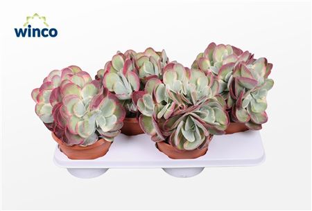 Kalanchoe Thyrsiflora Variegata (group)