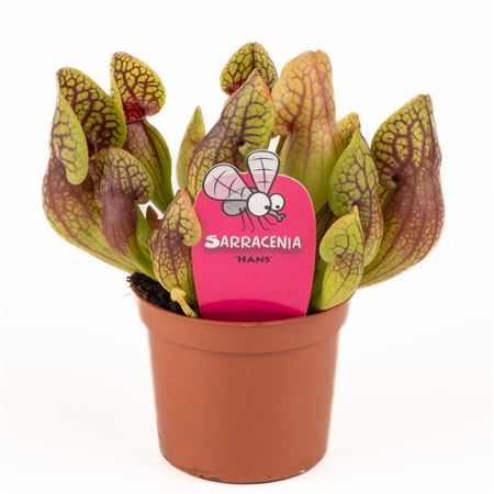 Sarracenia Hans