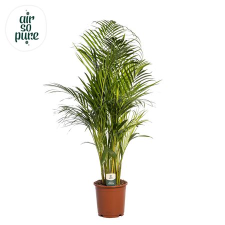 Dypsis Lutescens (air So Pure)