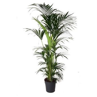 Ховея Форстериана