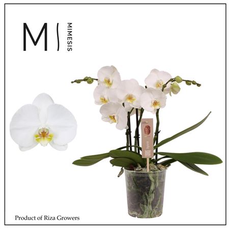 Phalaenopsis Spirit White 3 Spike - 12cm | Mimesis