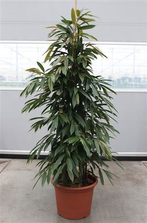 Ficus Bin Amstel King