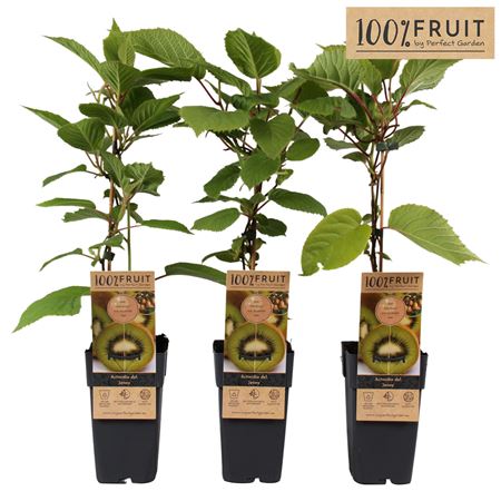 Actinidia Deliciosa Jenny Self-fertile