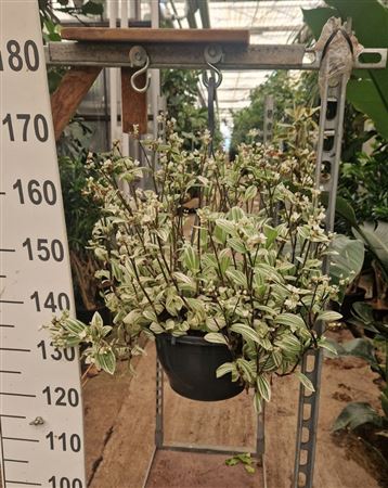 Tradescantia Brightness Hang