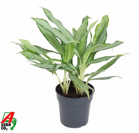 Aglaonema White Lance