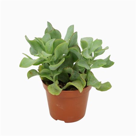 Crassula Arborescens Krul