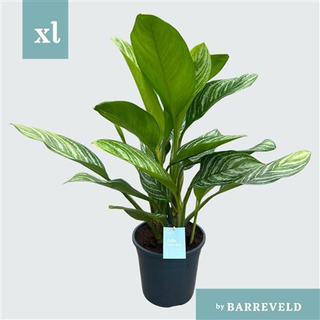 Aglaonema Green Stripes