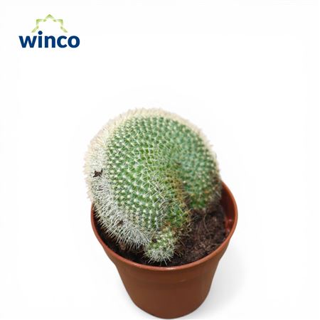 Mammillaria Spinossisima Cristata
