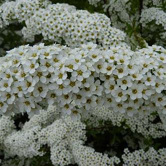 Спирея серая Грефшейм в тубе