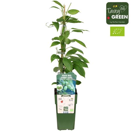 Actinidia Arguta Kiwiberry Bio