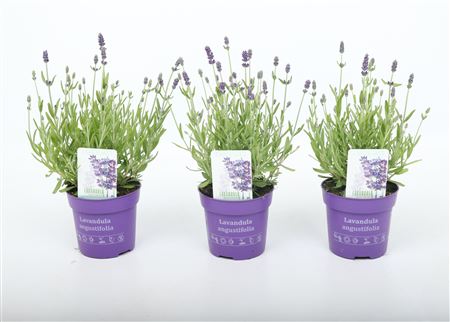Lavandula An Ardèche Blue