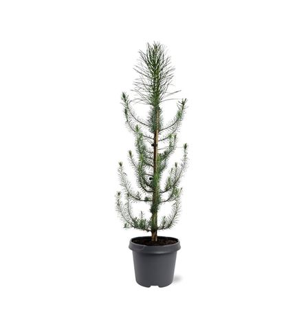 Pinus Pinea