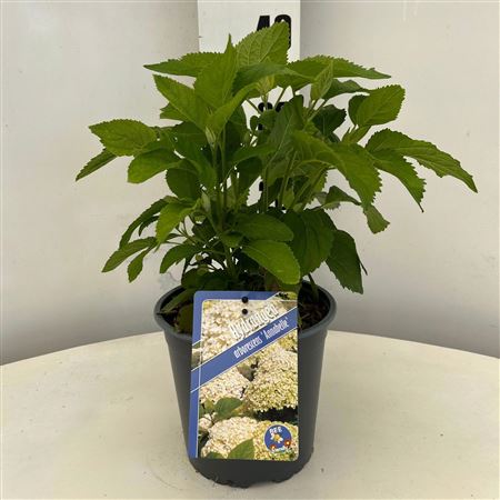 Hydrangea Arb Annabelle