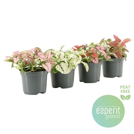 Hypoestes Mix 2-3 Srt.